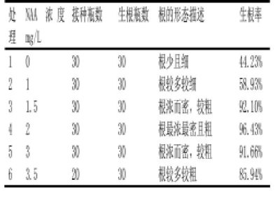 组培苗